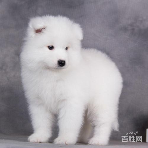 萨摩犬多少钱,萨摩犬多少钱一只幼崽,萨摩耶是西伯利亚雪橇犬吗？