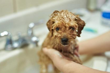 宠物狗洗澡多少钱,宠物狗洗澡多少钱一次,45天的泰迪多久洗一次澡？