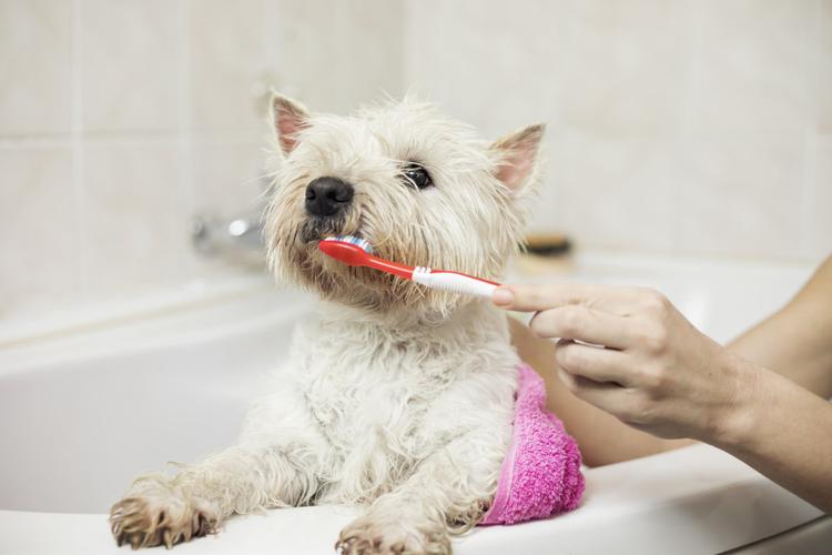 狗狗洗牙多少钱,狗狗洗牙多少钱一次,泰迪狗多久洁牙一次？