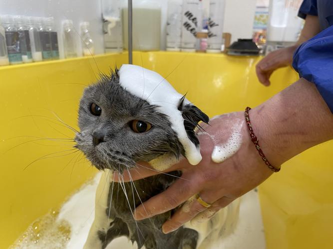 宠物店猫洗澡多少钱,宠物店猫洗澡多少钱一次,给一只猫洗澡大概要多少钱啊？