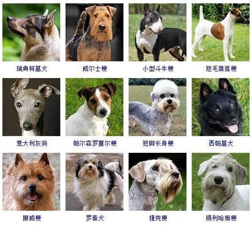 狗狗有多少品种,世界上的狗狗有多少品种,我国都有哪几种犬？