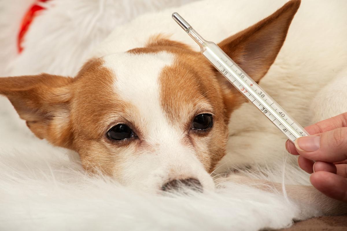 小狗体温多少正常,小狗体温多少正常体温,狗子正常体温多少？