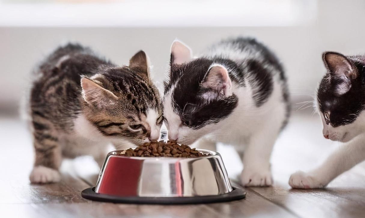 幼猫一顿吃多少,幼猫一顿吃多少粒猫粮,刚出生幼猫一天需要喝多少？