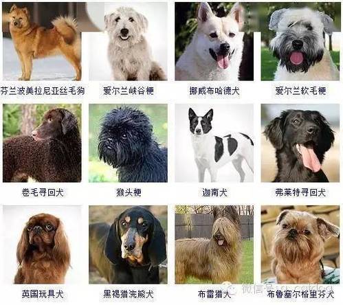 狗有多少种品种,狗有多少种品种名字,长毛的狗狗有哪些？