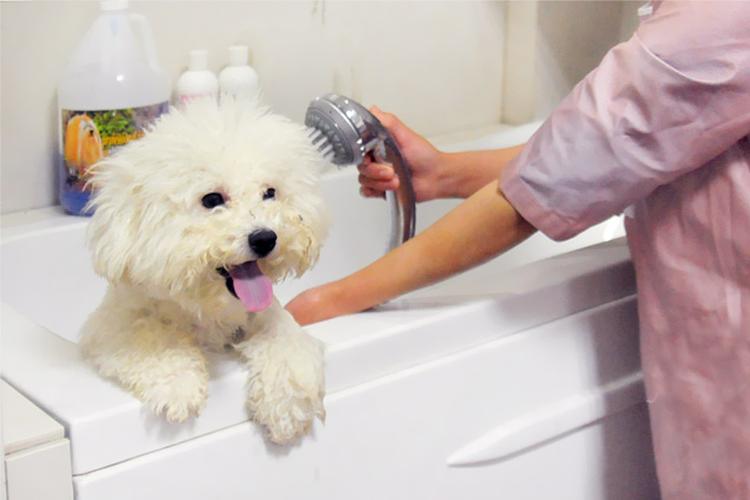 狗狗洗澡多少钱一次,宠物店给狗狗洗澡多少钱一次,在宠物店给狗狗洗一次澡大概多少钱？