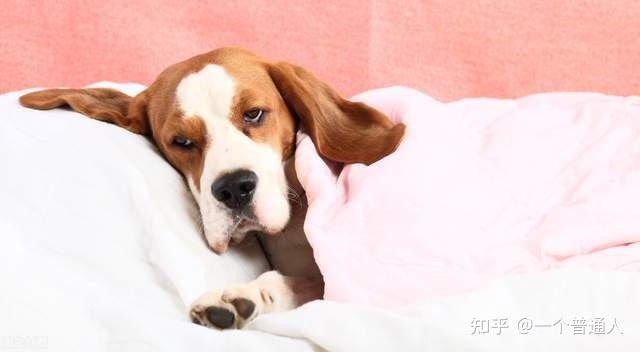 狗多少度发烧,狗多少度发烧算发烧,狗的温度多少度正常？