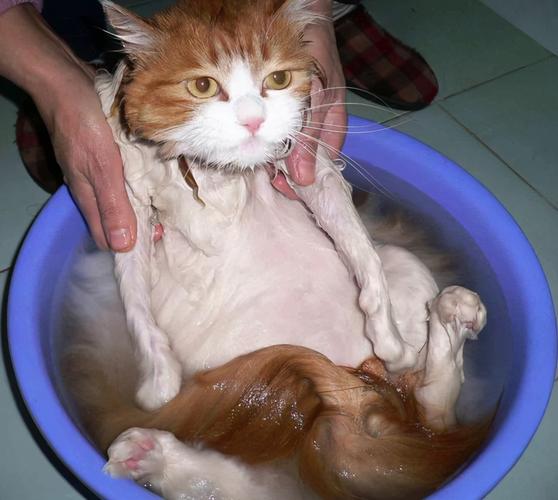给猫咪洗澡多少钱,给猫咪洗澡多少钱一次,猫咪第一次洗澡去宠物店还是在家？