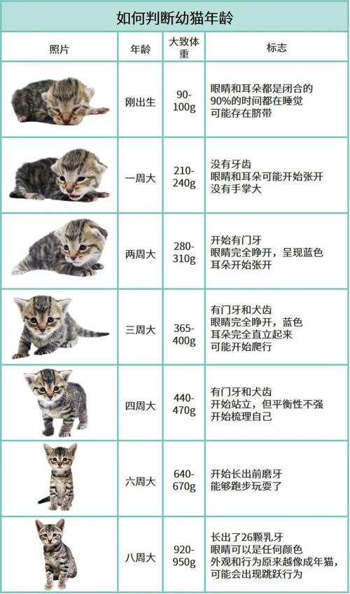 小猫体温多少正常,一个月小猫体温多少正常,猫温度多少？