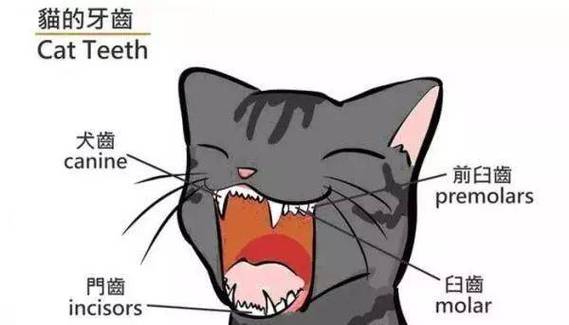 猫有多少牙齿,猫有多少牙齿多少颗,猫有几颗牙？