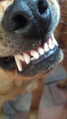狗有多少牙齿,狗有多少牙齿图解,狗就剩四颗尖牙，它有多大了？