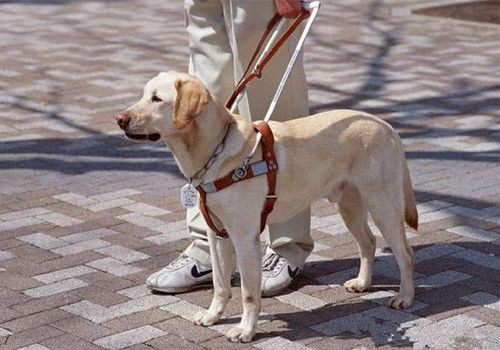 一只导盲犬多少钱,领养一只导盲犬多少钱,我有一只导盲犬去哪买？