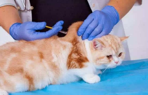 猫咪打疫苗要多少钱,猫咪打疫苗要多少钱一针,给猫打针大概多少钱？