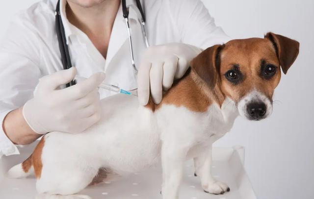 狗狗多少天打疫苗,狗狗多少天打疫苗驱虫,狗多大打疫苗？