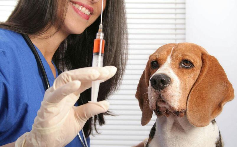 狗狗打疫苗要多少钱,狗狗打疫苗要多少钱一针,宠物打疫苗多少钱？狗狗第一次打，不太了解？