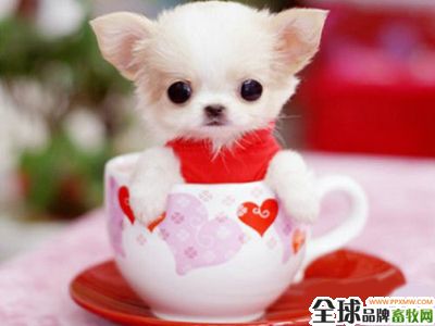 茶杯犬一只多少元,茶杯犬一只多少元?,据说它比黄金还要贵，一只茶杯犬多少钱？