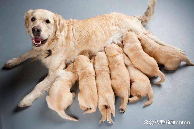 狗多少天生产,狗多少天生产算正常,母狗下崽前的全过程时间？