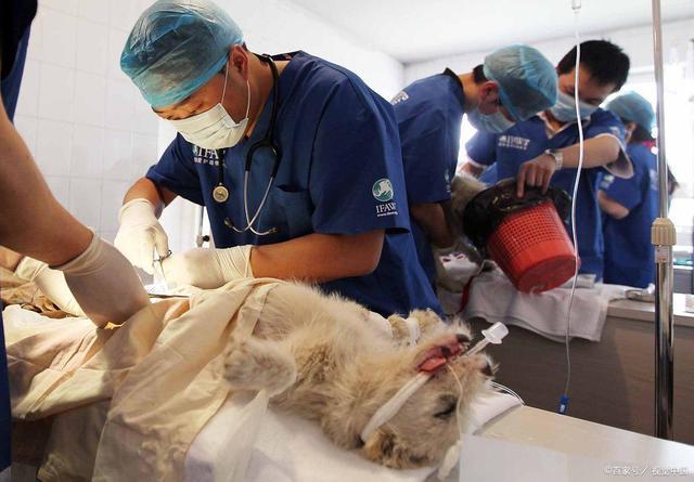狗狗绝育手术多少钱,狗狗绝育手术多少钱一次,狗狗多大做绝育合适？