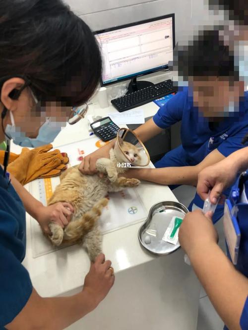 给猫体检多少钱,给猫体检多少钱一次,第一次带流浪猫去宠物医院检查花了1000多块钱正常吗？