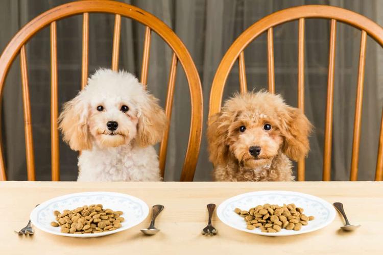 泰迪狗吃多少狗粮合适,泰迪狗吃多少狗粮合适9岁,泰迪一天喂多少狗粮啊？