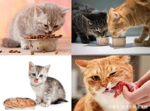 小猫一般吃多少,小猫一般吃多少猫粮,三四天的小猫人工喂养吃多少？