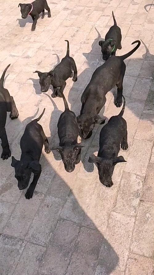 五黑犬多少钱,五黑犬多少钱一只,黑狼犬和五黑犬哪个厉害？