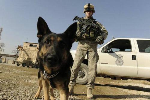 军犬多少钱一只,军犬多少钱一只幼犬,军犬是每人一只吗？