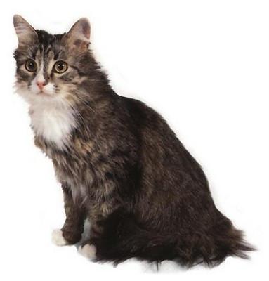 苏格兰猫多少钱,苏格兰猫多少钱一只,哪位亲知道英国长毛猫的价格是多少！很想买一只？