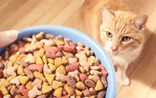 一个月的猫吃多少猫粮,一个月的猫吃多少猫粮合适,一个月大的小猫一天吃多少？