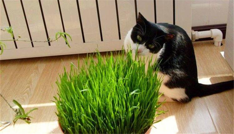 猫草一次吃多少,猫吃猫草一次吃多少,中华田园猫几天吃一次猫草？