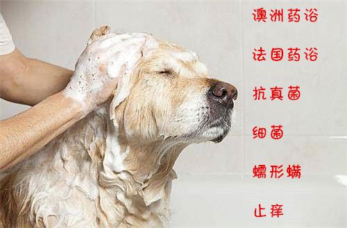 狗狗药浴多少钱,狗狗药浴多少钱一次,狗狗药浴后大量脱皮正常吗？