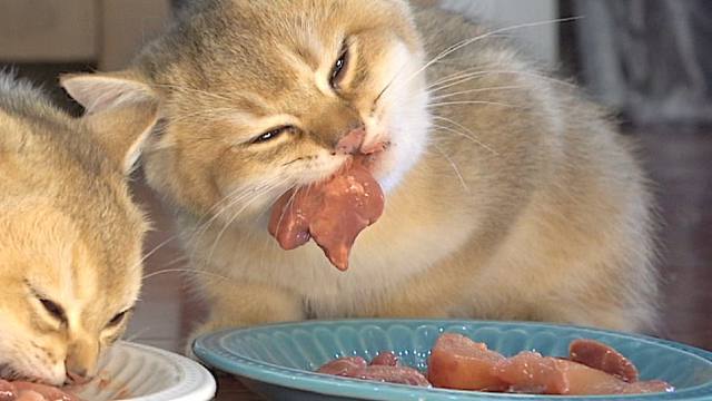 猫每天吃多少肉,猫每天吃多少肉合适,一月小猫能吃多少肉？