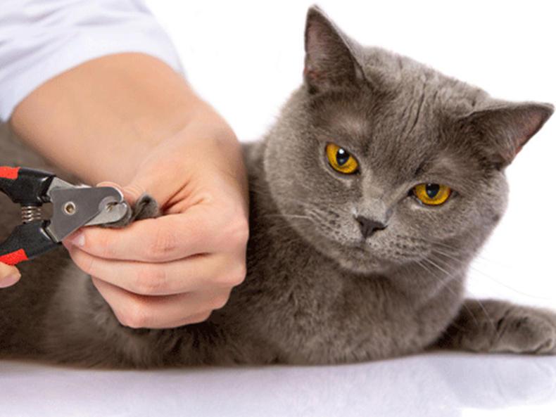 猫咪剪指甲多少钱,猫咪剪指甲多少钱一次,两个月的猫剪指甲剪多少？