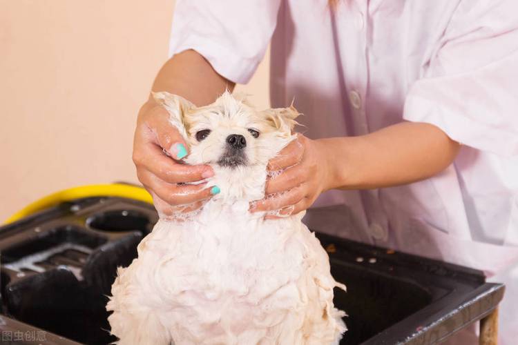狗狗美容一次多少钱,狗狗美容一次多少钱一次,在宠物店给狗狗洗一次澡大概多少钱？