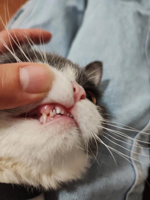猫有多少颗牙齿,猫有多少颗牙齿图片,猫最少有几颗牙？