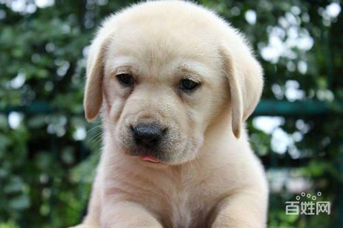 拉布拉多幼犬多少钱一只,纯种拉布拉多幼犬多少钱一只,几块钱的拉布拉多幼犬可以买吗？