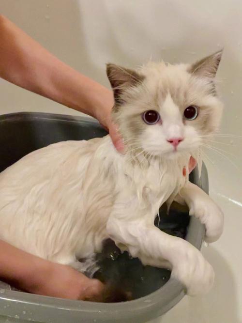 猫洗一次澡多少钱,宠物猫洗一次澡多少钱,猫多久洗一次澡最好？