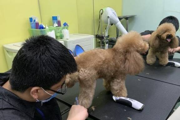 给狗剃毛多少钱,给狗剃毛多少钱 泰迪,泰迪剪毛多少钱一次，不美容，哪能剪？