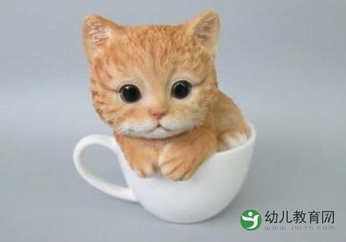 茶杯猫多少钱,茶杯猫多少钱一只?,茶杯猫寿命有多久？