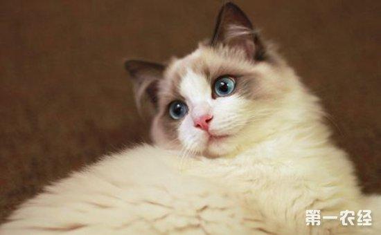 猫多少度算发烧,布偶猫多少度算发烧,猫多少度是发烧？