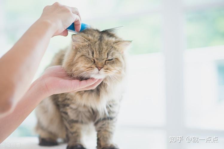 给小猫洗澡多少钱,给小猫洗澡多少钱一次,去医院给小猫洗澡打疫苗。除耳螨大概一共多少钱啊？