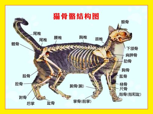猫有多少骨头,猫有多少骨头组成,猫的骨头数？