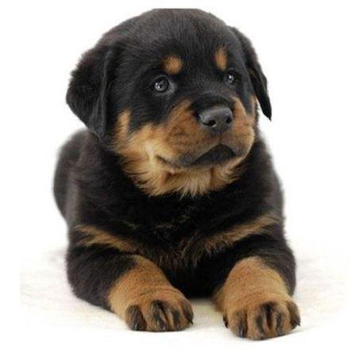罗威纳幼犬多少钱一只,罗威纳幼犬多少钱一只?,世界上最贵的罗威纳犬？