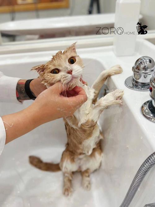 宠物店给猫洗澡多少钱,宠物店给猫洗澡多少钱一次,给猫洗澡多少钱差不多价格应该在50-60之间？