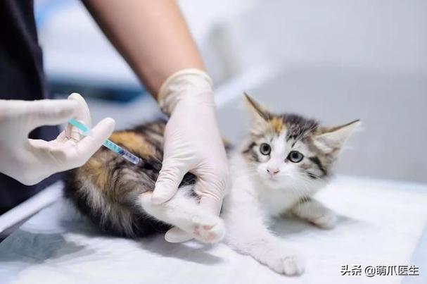 猫咬了打针多少钱,猫咬了打针多少钱打几针,小猫打疫苗多少钱？
