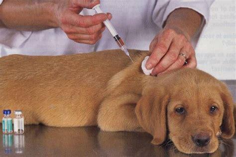 狗狗打针多少钱一针,狗狗感冒打针多少钱一针,狗狗疫苗多少钱打一针？