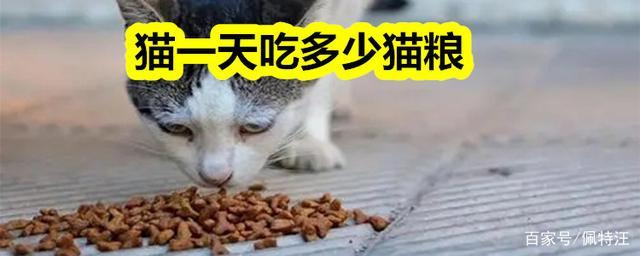 一只猫一天吃多少猫粮,一只猫一天吃多少猫粮合适,猫每天大约吃多少克猫粮？