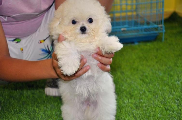 白色泰迪狗多少钱一只,白色泰迪狗多少钱一只图片,宠物店里一岁多的泰迪多少钱？