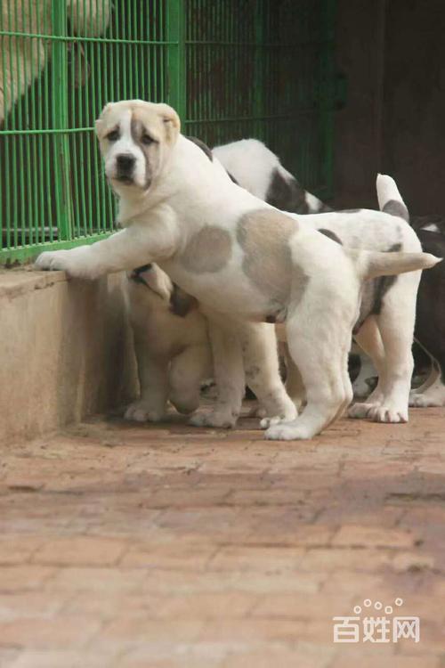 中亚犬多少钱一只,中亚犬多少钱一只合适,中亚犬什么颜色最贵？