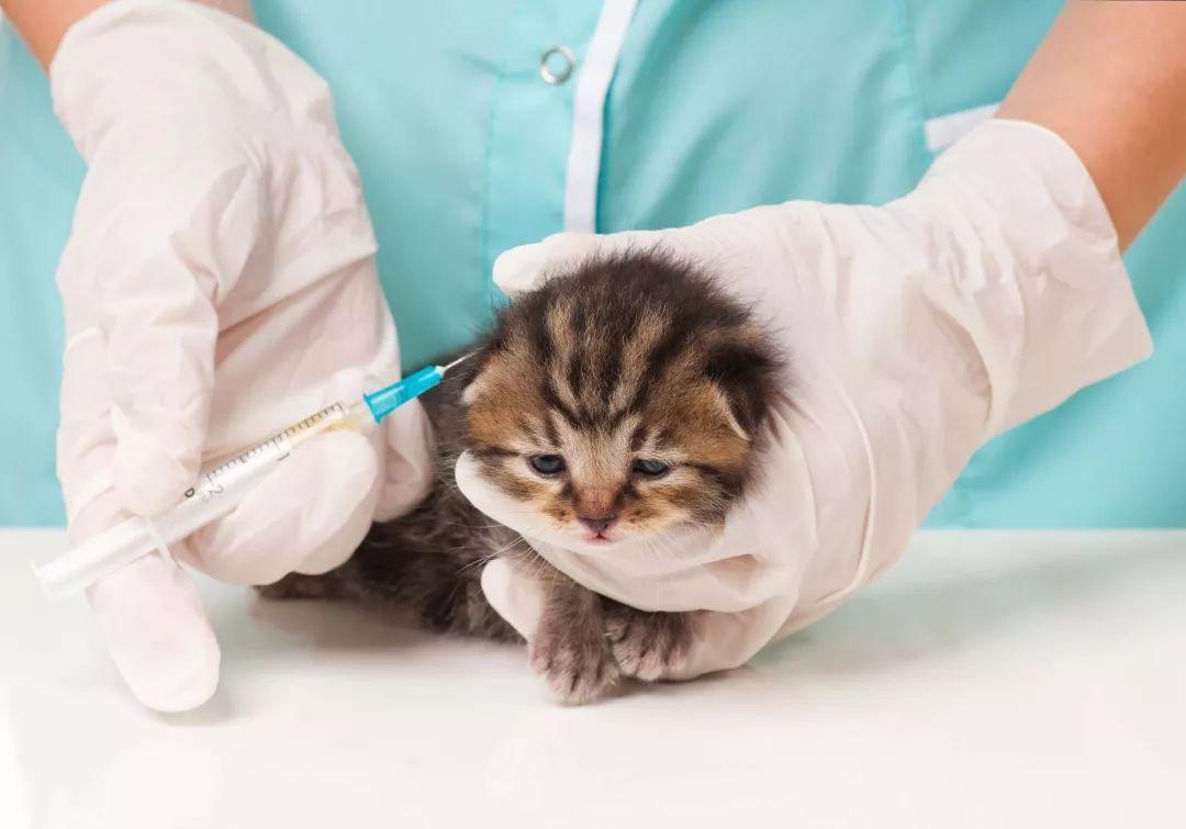 小猫多少天打疫苗,小猫多少天打疫苗最好,小猫多久打一次疫苗？