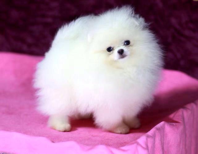 博美哈多利,博美哈多利球体,普通的哈多利系博美犬长大可以变成和俊介一模一样吗，颜色也一样吗？